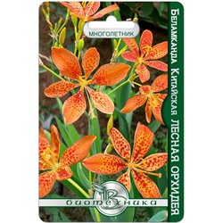 Беламканда китайская или Цветок леопарда Лесная орхидея