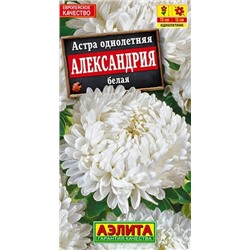 Астра Александрия Белая