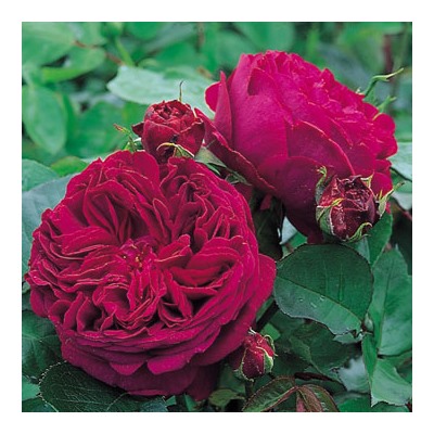 Роза IMPERIAL ROSE (сорт ,FALSTAFF,)