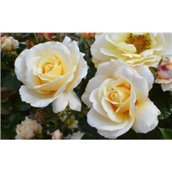 Роза гибридная (сорт ,Tsarina, ®)