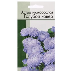 Астра Низкорослая Голубой Ковер ЕКБ