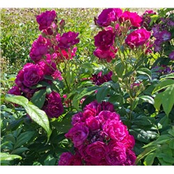 Роза Kordes (сорт ,Siluetta Purple®,)