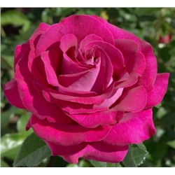 Роза (сорт ,Belles Rives®,)