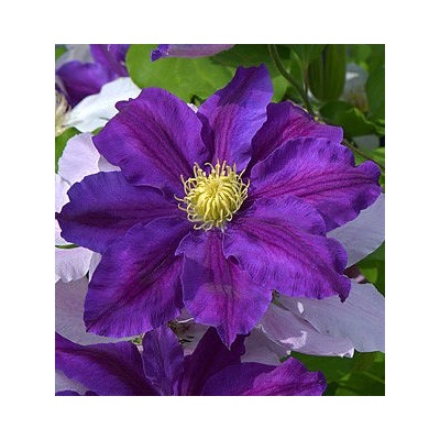 Клематис (сорт ,Lavender Beauty,) раннецветущий