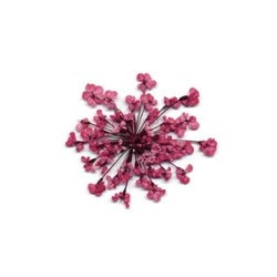 Сухоцветы в пакете Салютики бордовый (4041)