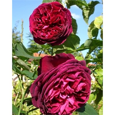 Роза IMPERIAL ROSE (сорт ,FALSTAFF,)