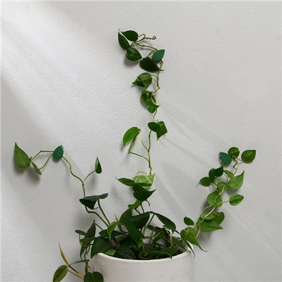 Крепления для вьющихся растений, самоклеящиеся, «Листок», набор 10 шт., Greengo