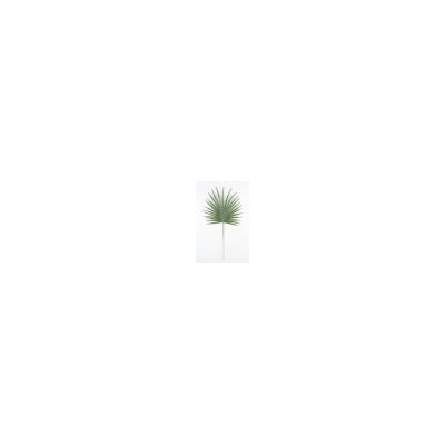 Искусственные цветы, Ветка - лист пальмы круглый малый (1010237) темно-зеленый