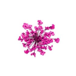 Сухоцветы в пакете Салютики розовые (4034)