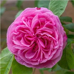 Роза (сорт ,AUSbord/ Gertrude Jekyll,)