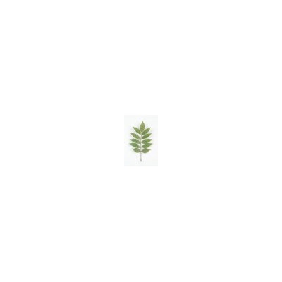 Искусственные цветы, Ветка - лист рускус 11 листов для венка (1010237) зеленый