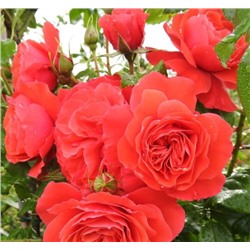 Роза IMPERIAL ROSE (сорт ,Crimson Orb,)