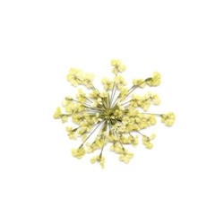 Сухоцветы в пакете Салютики белые (4038)
