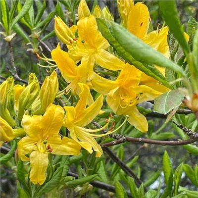 Азалия понтийская, или рододендрон желтый