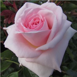 Роза (сорт ,A Whiter Shade of Pale®,)