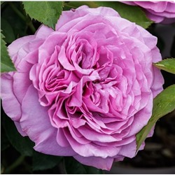 Роза Tantau (сорт ,Lavender Ice,)