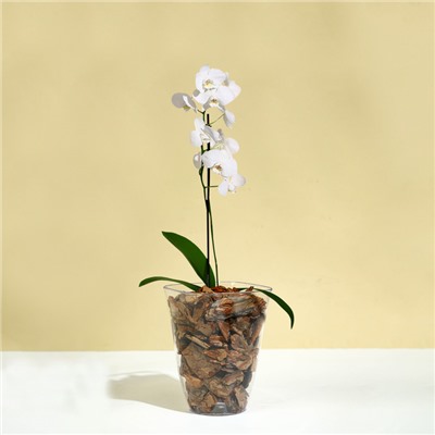 Горшок для орхидей, 1,5 л, 13 × 17 см, пластик, прозрачный