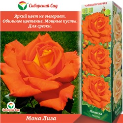 Роза Моника (Чайно-гибридная) 1шт (Сиб сад)