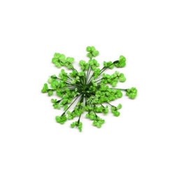Сухоцветы в пакете Салютики зеленые (4037)