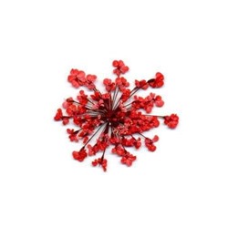 Сухоцветы в пакете Салютики красный (4214)