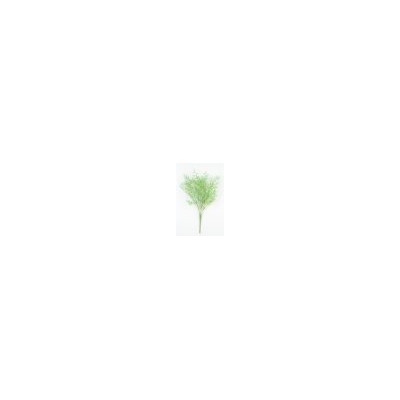 Искусственные цветы, Ветка в букете зелени аспарагуса с колючками (1010237)
