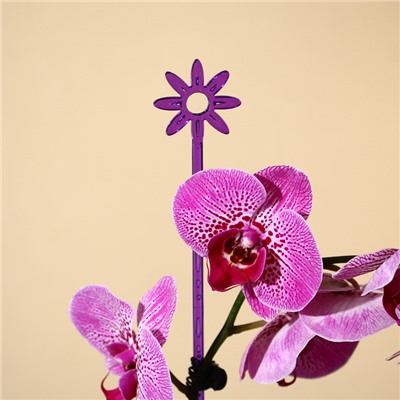 Опора для орхидей, h = 44 см, пластик, фиолетовая, МИКС