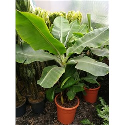 Банан acuminata (сорт ,Tropicana,)