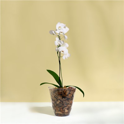 Горшок для орхидей, 2,5 л, 16,4 × 18,5 см, пластик, прозрачный