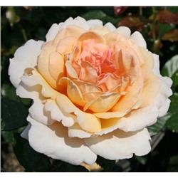 Роза Kordes (сорт ,Grossherzogin Luise®,)