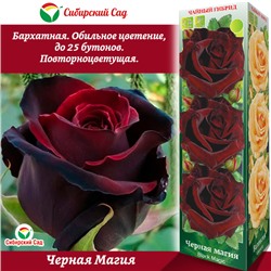 Роза Черная Магия (Чайно-гибридная) 1шт (Сиб сад)