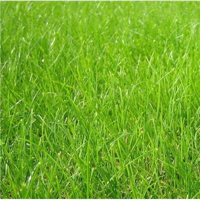 Газонная трава универсальная 150гр