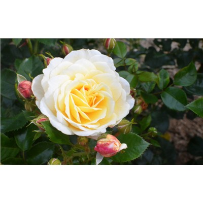 Роза гибридная (сорт ,Tsarina, ®)