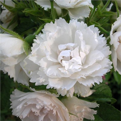 Роза (сорт ,White Grootendorst,)
