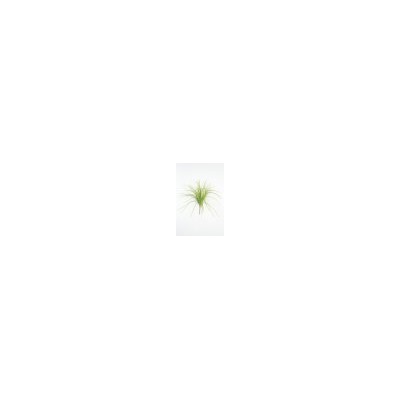 Искусственные цветы, Ветка в букете зелени осока (1010237)