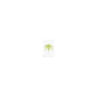 Искусственные цветы, Ветка в букете зелени осока кудрявая (1010237)