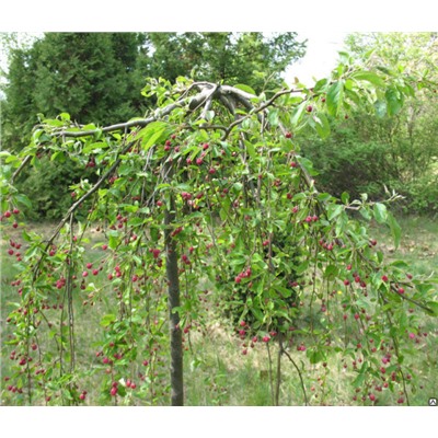 Яблоня ягодная ,Purpurea Pendula, PA 80