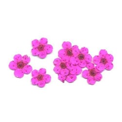 Сухоцветы в пакете Пятилистник розовый (4048)