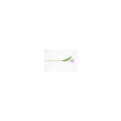 Искусственные цветы, Ветка одиночная тюльпан пластиковый (1010237)