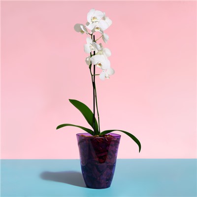 Горшок для орхидей, 1,5 л, 13 × 17 см, пластик, прозрачно-фиолетовый