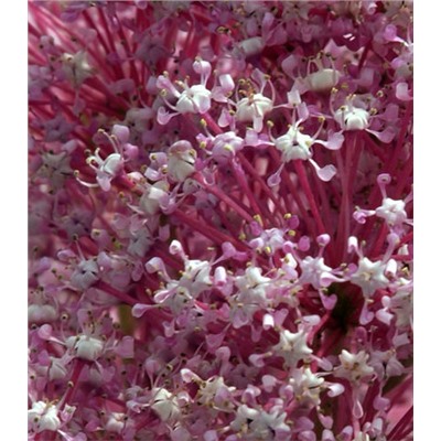 Краснокоренник,или цеанотус (сорт ,Perle Rose,)