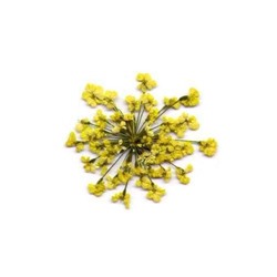 Сухоцветы в пакете Салютики желтые (4039)