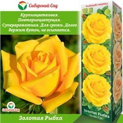 Роза Золотая рыбка (Чайно-гибридная) 1шт (Сиб сад)